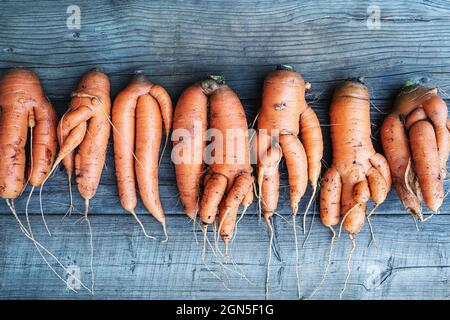 Carottes avec des racines tordues déformées et tordues déformées et tordues sur fond de bois Banque D'Images