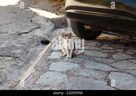 Jeune chat mignon errant assis sur la route de pierre sous le pare-chocs de voiture noir. Voyage méditerranéen petit village dans l'île grecque Lefkada. La vie des animaux en milieu rural c Banque D'Images