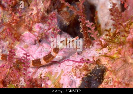 Poisson-pipe, Corythoichthys sp., île Mansuar, Indonésie profondeur: 13,4 M. Banque D'Images