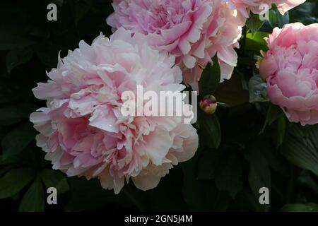 Paeonia lactiflora Sarah Bernhardt. Fleur de pivoine rose double. Paeonia lactiflora pivoine chinoise (ou même jardin pivoine). Banque D'Images