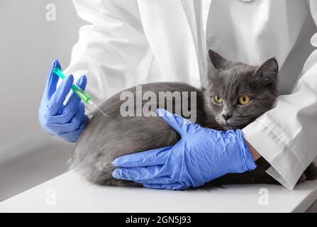 Femelle vétérinaire vaccinant le chat gris en clinique Banque D'Images