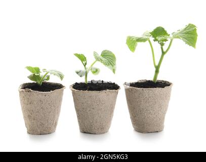 Plante des semis dans des pots de tourbe sur fond blanc Banque D'Images