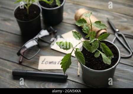 Plantez le semis dans un pot sur fond de bois foncé Banque D'Images