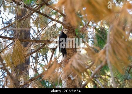 Pic à tête blanche dans un pin au parc national Sequoia, Californie, États-Unis Banque D'Images