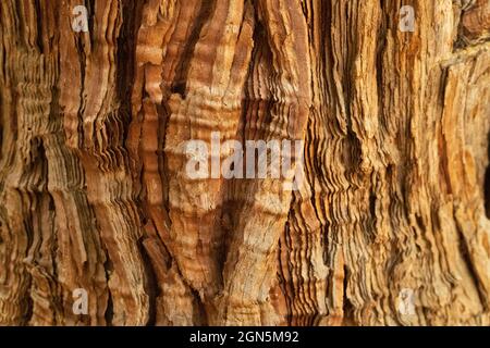 Détail texturé en gros plan d'un tronc d'arbre Sequoia au parc national Sequoia, Californie, États-Unis Banque D'Images