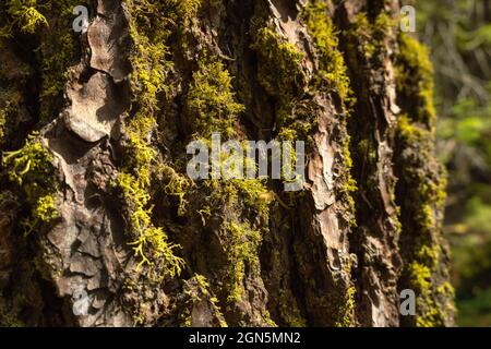 Sequoia au parc national de Sequoia, Californie, États-Unis Banque D'Images