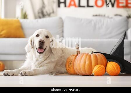 Mignon chien labrador avec citrouilles d'Halloween à la maison Banque D'Images