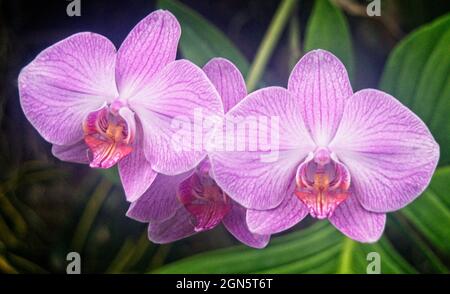 Moth Orchids, Calgary Zoo Alberta Banque D'Images