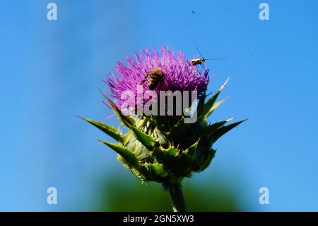 Fleur d'un chardon à lait avec insectes. Banque D'Images