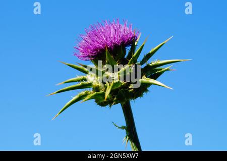 Floraison d'un chardon à lait contre un ciel bleu. Banque D'Images