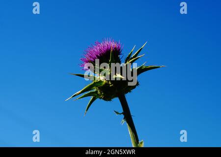 Floraison d'un chardon à lait contre un ciel bleu. Banque D'Images