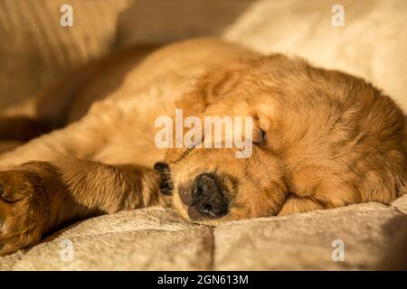 Dormir huit semaines chiot Golden Retriever 'beau' dans Issaquah, Washington, USA Banque D'Images