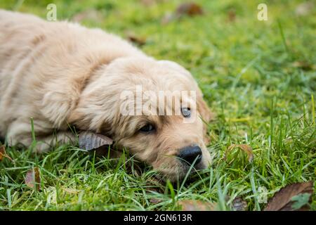 Huit semaines chiot Golden Retriever 'beau' reposant dans sa pelouse à Issaquah, Washington, USA Banque D'Images