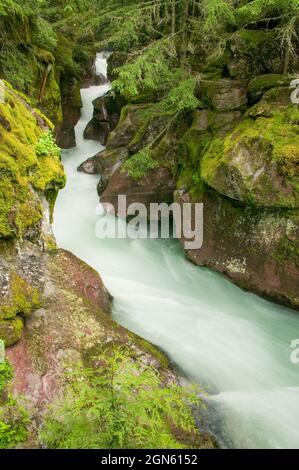 Avalanche Creek dans le parc national des Glaciers, Montana. L'eau de fonte glaciaire de l'âge de la glace sculptée dans le soubassement, sculptant la gorge. Avalanche Creek court en marche Banque D'Images