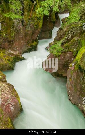 Avalanche Creek dans le parc national de Glacier, Montana, États-Unis. L'eau de fonte glaciaire de l'âge de la glace sculptée dans le soubassement, sculptant la gorge. Ruisseau Avalanche Banque D'Images