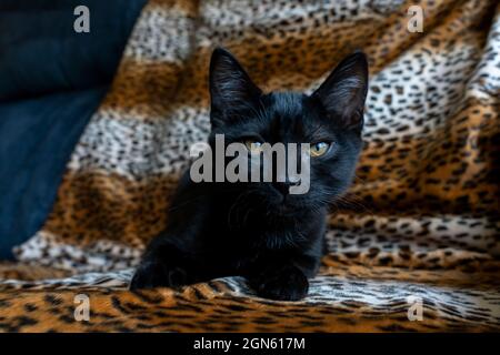 Chaton noir de deux mois, M. Pickles (PR) Banque D'Images