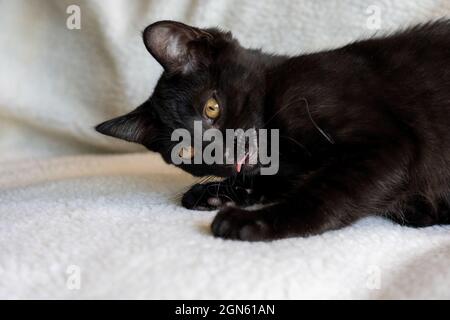 Chaton noir de deux mois, M. Pickles, allongé sur une couverture, avec sa langue sortie , jouant avec un fil (PR) Banque D'Images