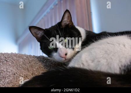 Chat noir et blanc, Mo Mo, reposant sur sa tour de chat Banque D'Images