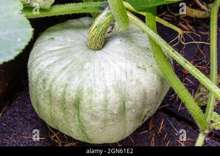 Issaquah, Washington, États-Unis. Citrouille de viande sucrée ou plante de courge de viande sucrée Banque D'Images