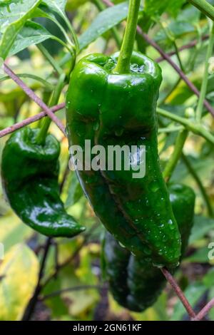 Issaquah, Washington, États-Unis. Le poblano (Capsicum annuum) est un piment doux originaire de l'État de Puebla, au Mexique. Séché, il est appelé ancho Banque D'Images