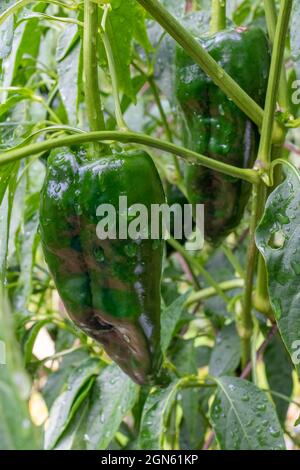 Issaquah, Washington, États-Unis. Le poblano (Capsicum annuum) est un piment doux originaire de l'État de Puebla, au Mexique. Séché, il est appelé ancho Banque D'Images