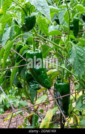 Issaquah, Washington, États-Unis. Le poblano (Capsicum annuum) est un piment doux originaire de l'État de Puebla, au Mexique. Séché, il est appelé ancho Banque D'Images