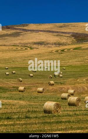 Hayfield sur les collines près de Pomeroy, État de Washington, États-Unis Banque D'Images