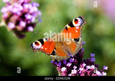 Papillon européen de paon sur la fleur de Verbena Aglais io Inachis io Banque D'Images