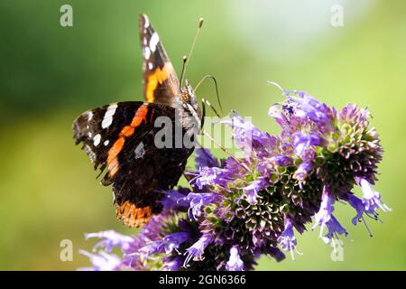 Fleur de papillon amiral rouge gros plan Banque D'Images