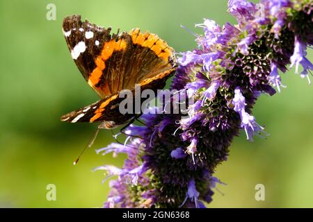 Fleur de papillon amiral rouge gros plan sur l'Agastache Banque D'Images