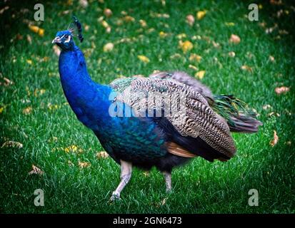 Blue Peafowl, Calgary Zoo Alberta Banque D'Images