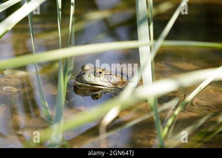 Camouflage américain de Bullfrog dans l'eau Reed bambou Grass. Comté de Santa Clara, Californie, États-Unis. Banque D'Images