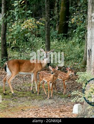 Le cerf de Virginie de l'est, Odocoileus virginianus, Doe et ses deux fauves au bord des bois de Pike Road Alabama, États-Unis. Banque D'Images