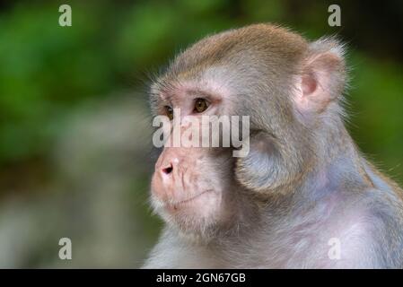 Portrait d'un singe macaque rhésus dans Guilin, province du Guangxi, Chine Banque D'Images