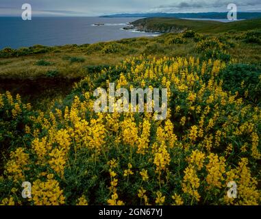 Yellow Tree Lupins, Tomales point, point Reyes National Seashore, Burton Wilderness, Marin County, Californie Banque D'Images