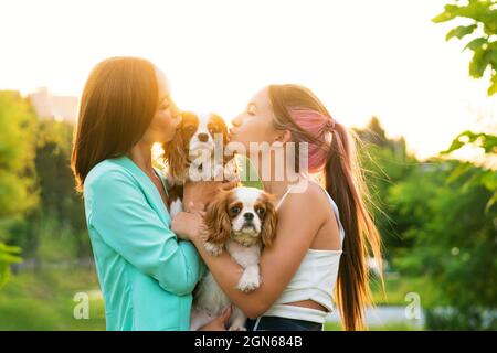 Gros plan éleveurs de portraits et chiens. Chiots cavalier King Charles Spaniel pose marcher avec les propriétaires au coucher du soleil le jour d'été dans la cour. Animaux de compagnie Kissing pour filles Banque D'Images