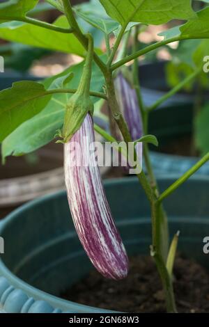 aubergine ou plante brinjale, légume tropical cultivé en pots, gros plan Banque D'Images