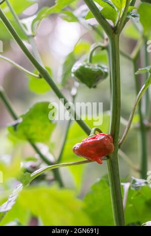 le plus chaud des poivrons au piment rouge et vert, le piment habanero et les poivrons rouges et verts, vue de côté de la plante maison dans le jardin Banque D'Images
