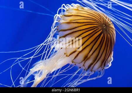 L'ortie maritime japonaise (Chrysaora pacifica) à l'aquarium de Géorgie, le plus grand aquarium du monde, dans le centre-ville d'Atlanta, en Géorgie. (ÉTATS-UNIS) Banque D'Images