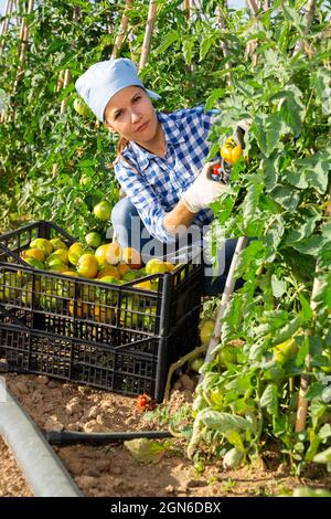 Le propriétaire heureux de la ferme cueille des tomates mûres sur le terrain Banque D'Images