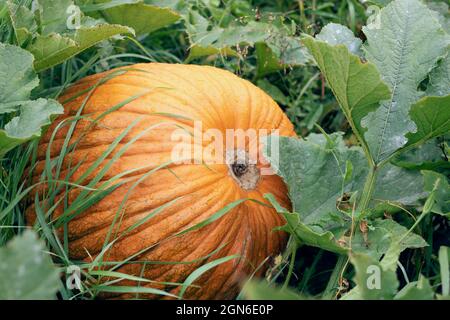 Plants de citrouille avec de gros fruits orange de citrouille prêts pour la récolte. Légumes dans le jardin, concept de ferme biologique. Banque D'Images