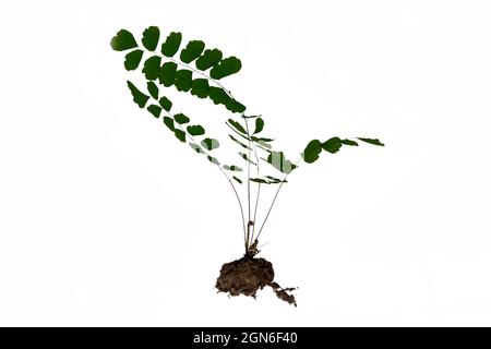 Herbe entière des feuilles aux racines avec un peu de terre, fond blanc Banque D'Images
