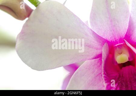 Gros plan orchidée Dendrobium nobile avec fleurs violettes et blanches Banque D'Images