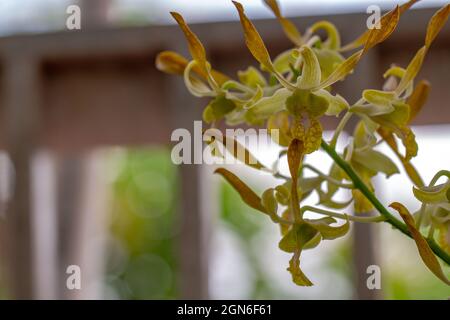 Une branche d'orchidée Dendrobium a un type de fleur jaune Banque D'Images