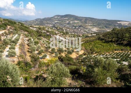 Oliveraies et vignes dans le paysage près d'Omodos, Chypre. Banque D'Images