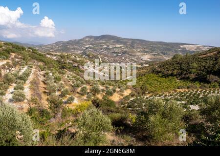 Oliveraies et vignes dans le paysage près d'Omodos, Chypre. Banque D'Images