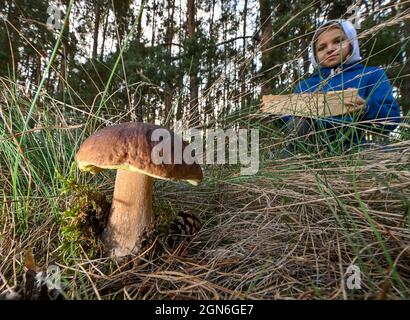 Briesen, Allemagne. 22 septembre 2021. Un champignon porcini pousse au bord d'une forêt. Depuis quelques semaines maintenant, de nombreux champignons poussent de nouveau dans les forêts de Brandebourg. Credit: Patrick Pleul/dpa-Zentralbild/ZB/dpa/Alay Live News Banque D'Images