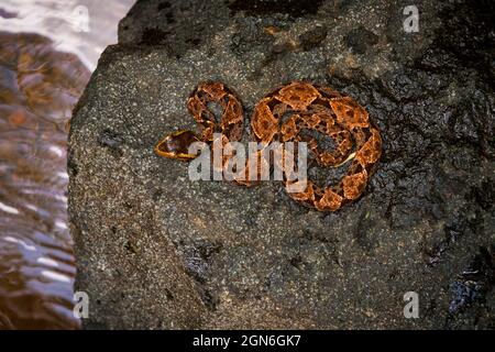 Un serpent venimeux de fer-de-lance, Bothrops asper, sur un rocher dans une petite rivière le long de l'ancien sentier Camino Real, Parc national des Chagres, République du Panama. Banque D'Images