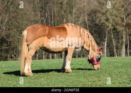 Cheval Haflinger, connu aussi sous le nom d'Avelignese (Equus ferus cabalus) avec des manes tressées paissant sur un pâturage en Allemagne, en Europe Banque D'Images