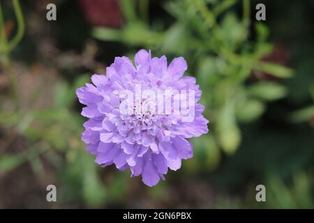 Belle fleur de champ mauve pâle avec feuillage en arrière-plan. Photo de haute qualité Banque D'Images